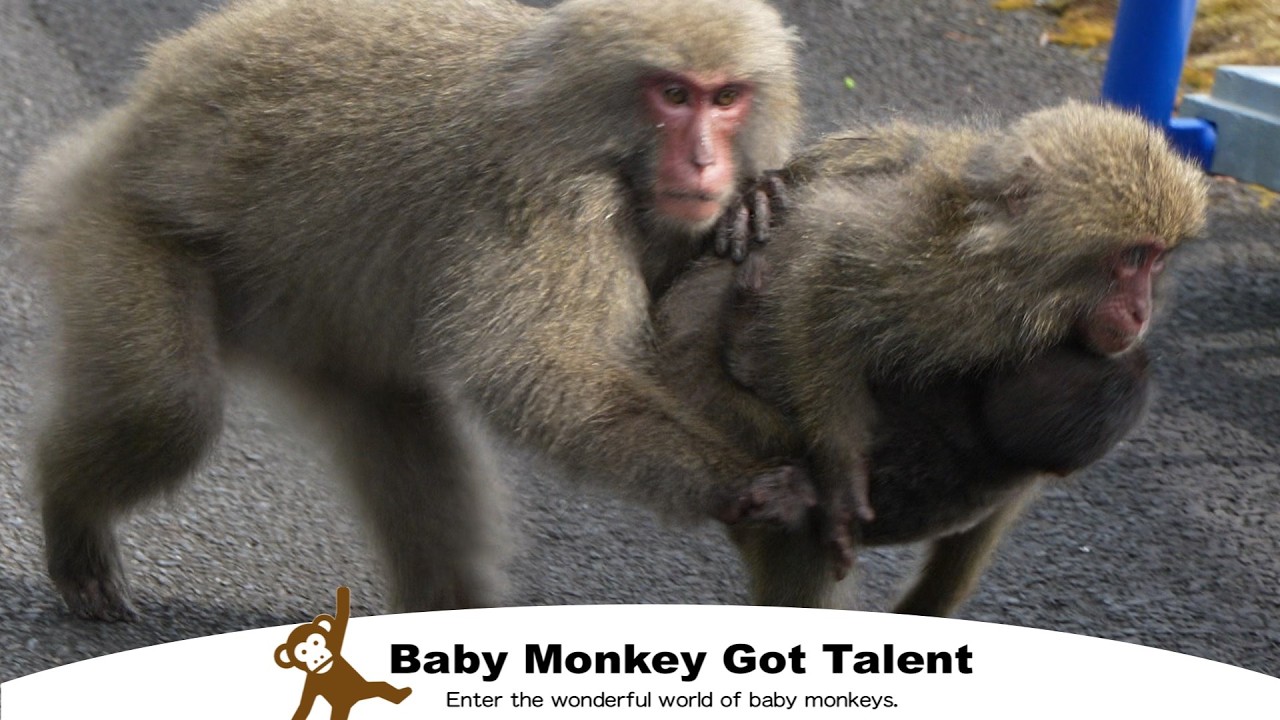 Пропавший детёныш обезьяны, трогательные поиски! / monpai monyet snow monkey