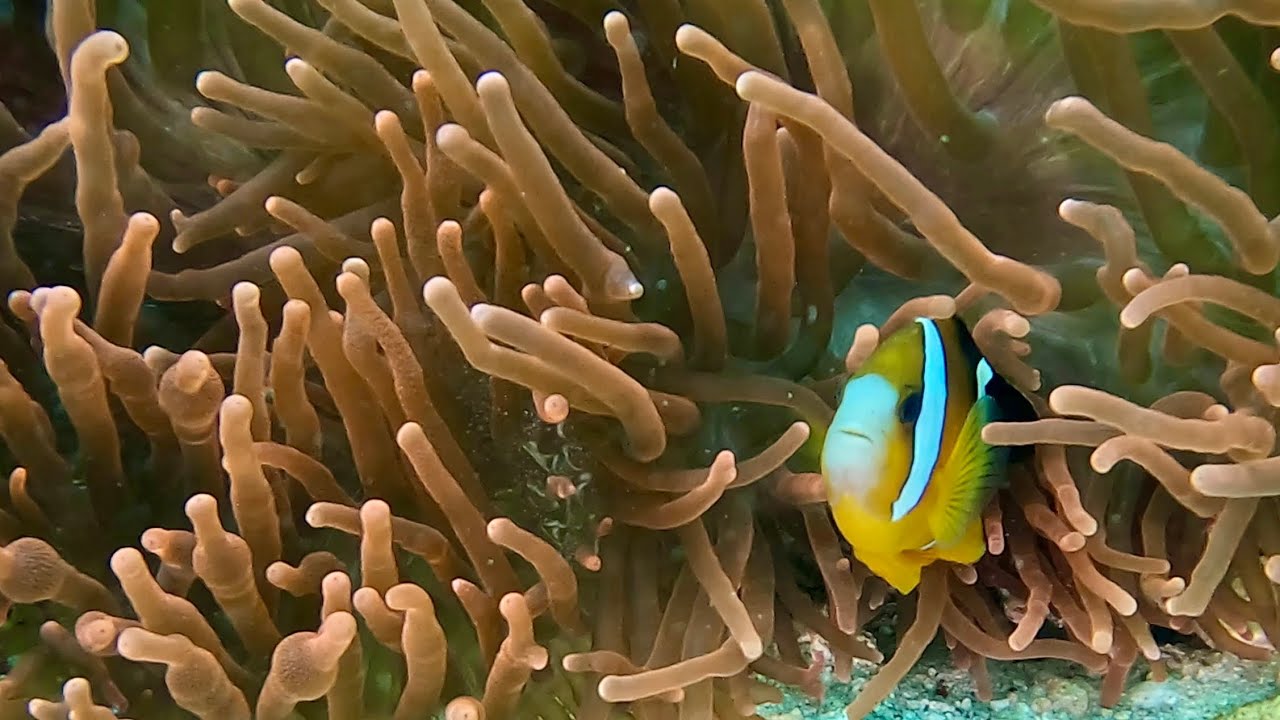 Apo Island Diving 4K 🇵🇭 | Turtles, Coral Reefs & Clear Water