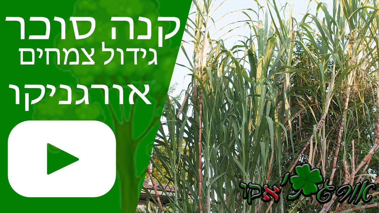 קנה סוכר - גידול צמח - אורגניקו