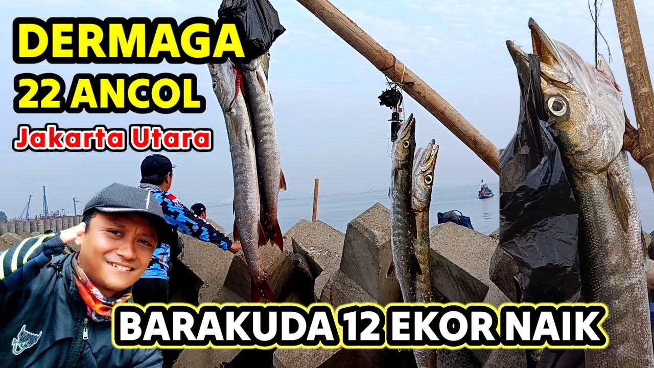 Barakuda 12 Ekor berhasil naik, Udang ga dimakan, Lumpur dan Kerang Hijau jadi santapan Baronang