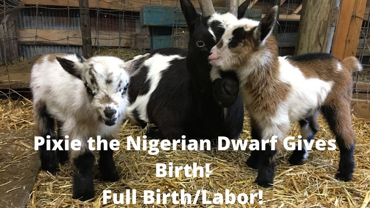 Nigerian Dwarf Goat Giving Birth! First time Goat Mom! Full Birth/Goat in Labor! Homestead Vlog!