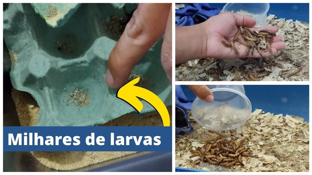 Criação de tenébrio GIGANTE | Produzindo 10x mais que o normal