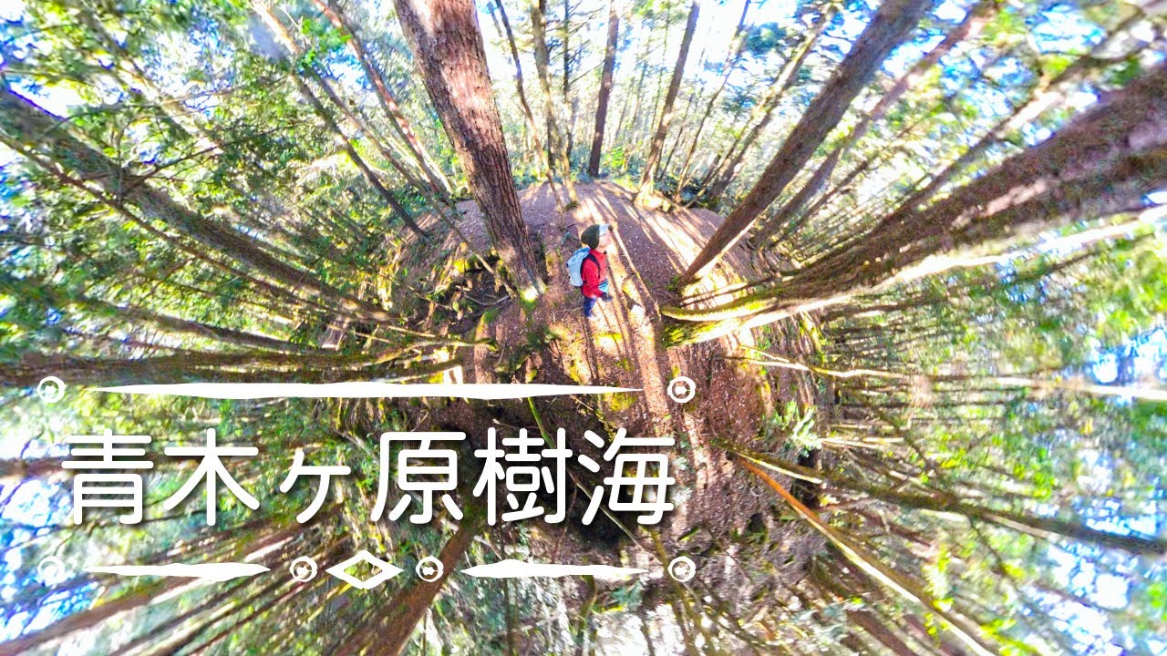 美しき富士樹海を行く2 | 初冬　樹海を抜け富士絶景の展望台へ　富士・青木ヶ原樹海遊歩道（根場浜→三湖台→紅葉台→富岳風穴→根場浜）2024