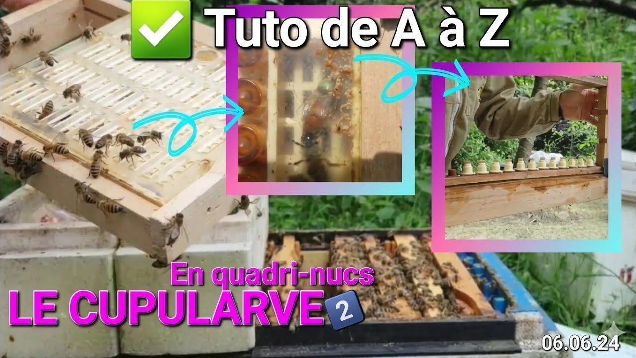 Le cupularve utilisé dans la Quadri-Hives ou en Miniplus_ tuto complet jusqu'à l'intro des cellules