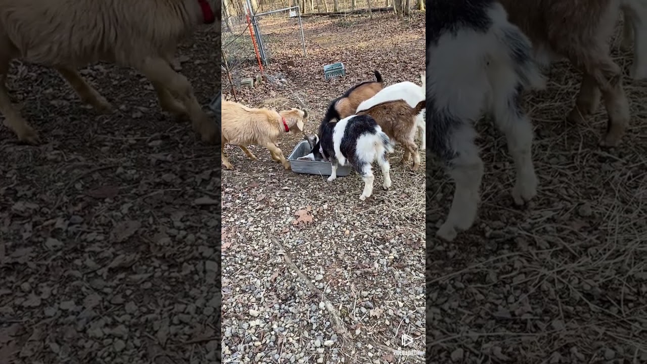 Ponderosa pond homestead with Kiko goats #farmlife #goatfarming #goat 