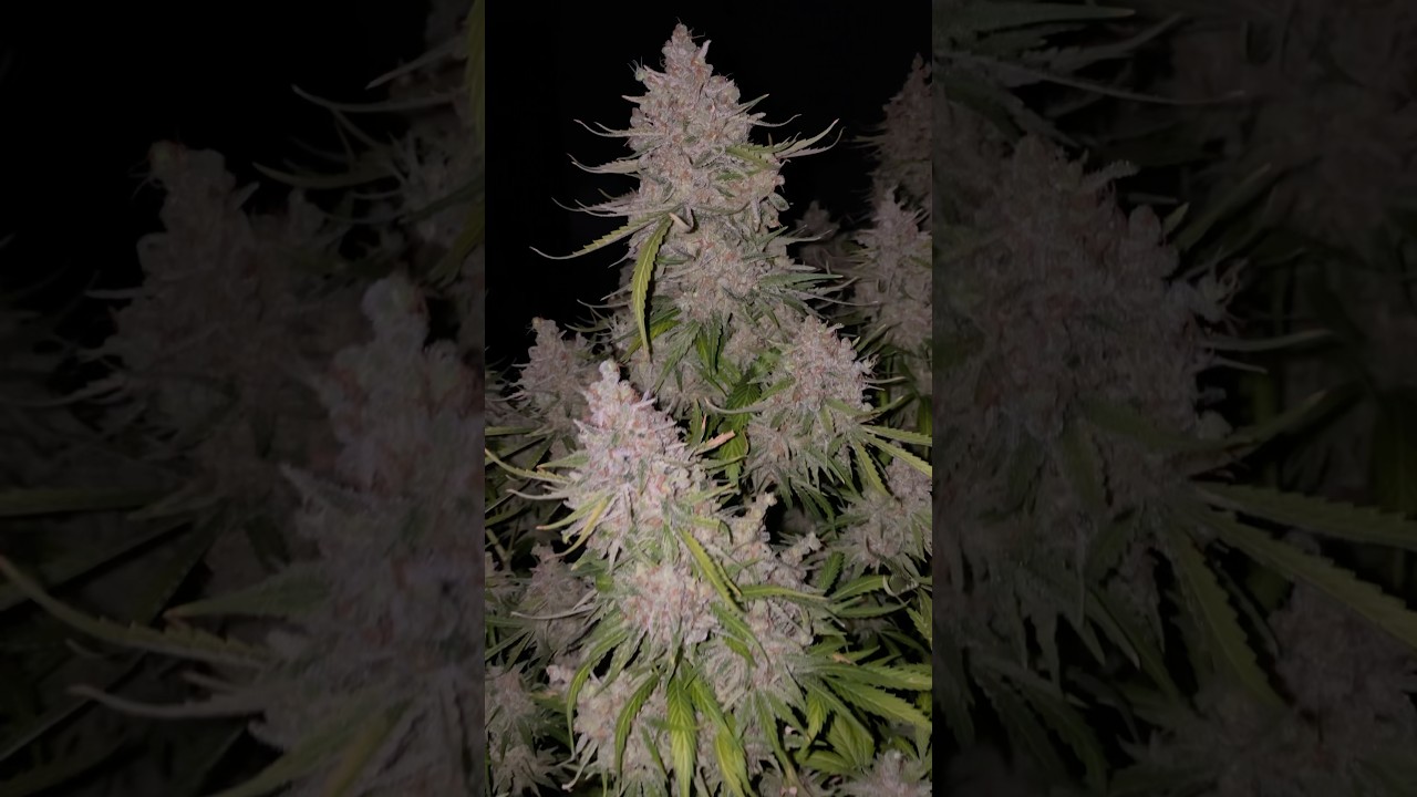 Nevil's Haze 4 at 100 days flower 🍿