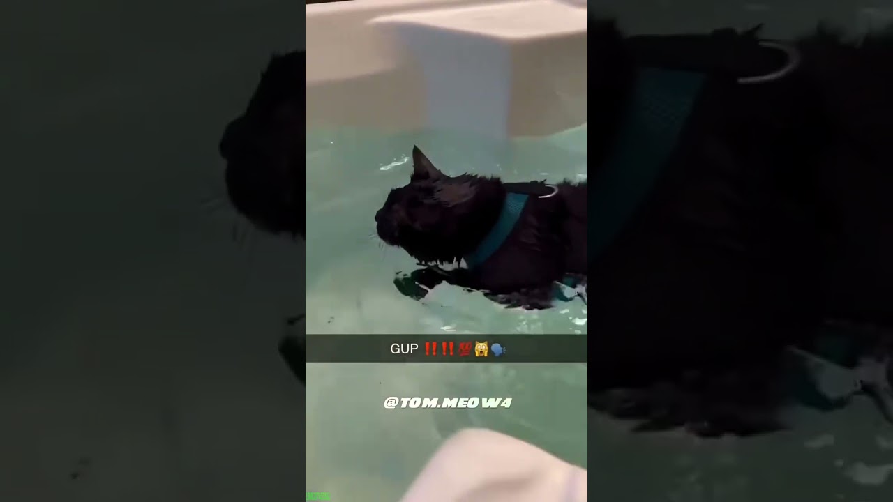 Funniest Cat 🐱 kitten meowing cute 🐕 # Episode 4081