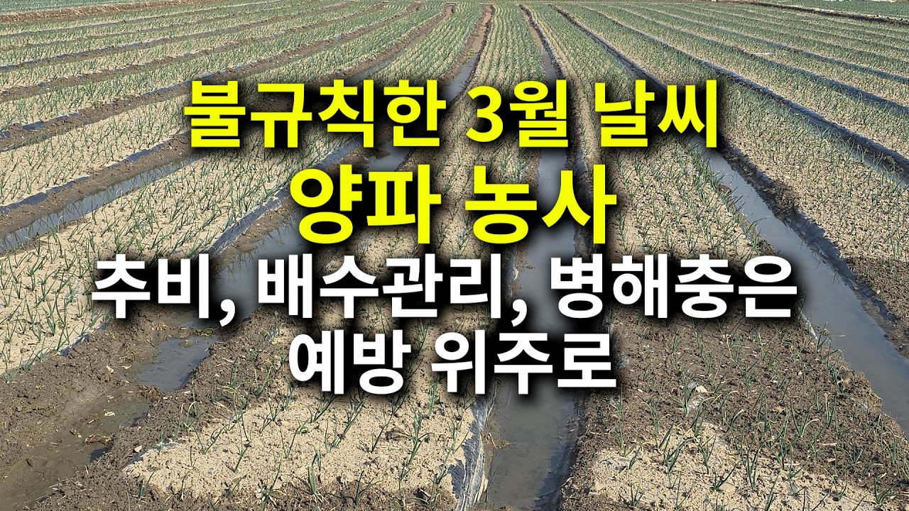 불규칙한 3월 날씨  양파 농사 추비, 배수관리, 병해충은 예방 위주로