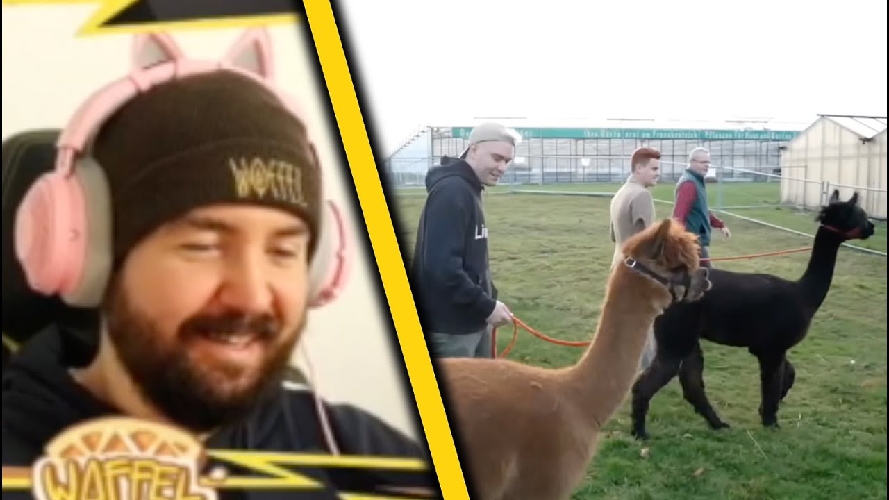 Sturmwaffel REAGIERT auf Gewitter im Kopf und Alpakas