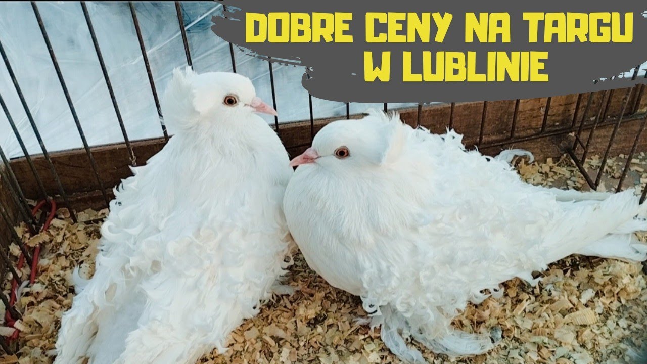 Giełda Zwierząt Lublin 17.01.2026 Gołębie Króliki Kury Koguty Kaczory Kaczki Rybki Akwariowe CENY $$