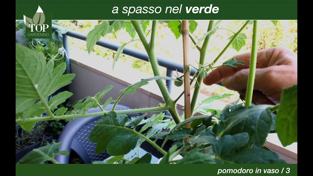 Coltiviamo un pomodoro in vaso / 3 | topgardening