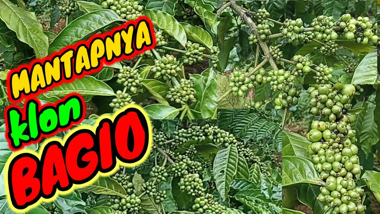 Dompolan klon Bagio memang mantap