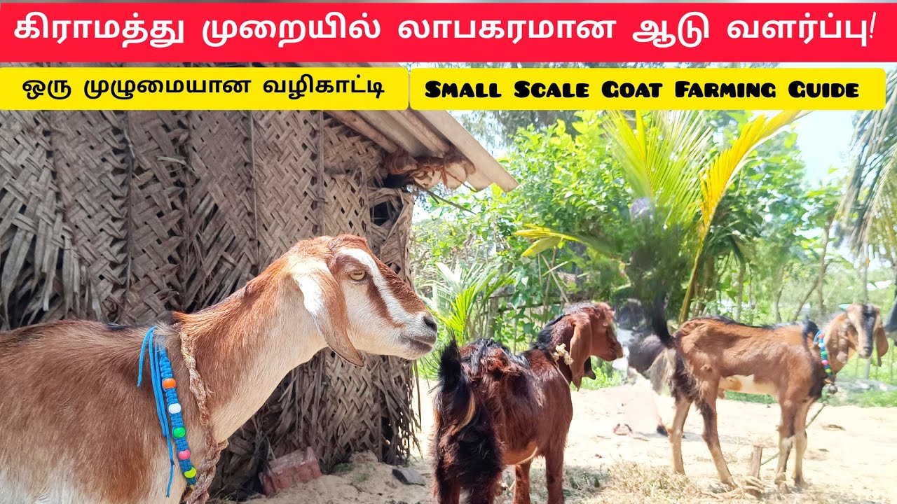 💚🐐கிராமத்து முறையில் லாபகரமான ஆடு வளர்ப்பு!🐐ஒரு முழுமையான வழிகாட்டி | Goat Farming Guide in Tamil