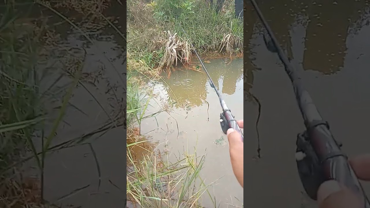 Keseruan mancing betok di belakang rumah #mancingnilem 