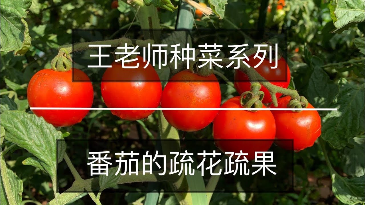 王老师种菜：番茄的疏花疏果