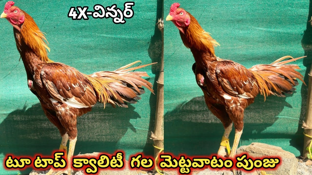 భీమవరం లైన్ గల మెట్టవాటం పుంజు||Rasangi Punju||9014065276||Top Quality Solid Body||#mettavatam...!