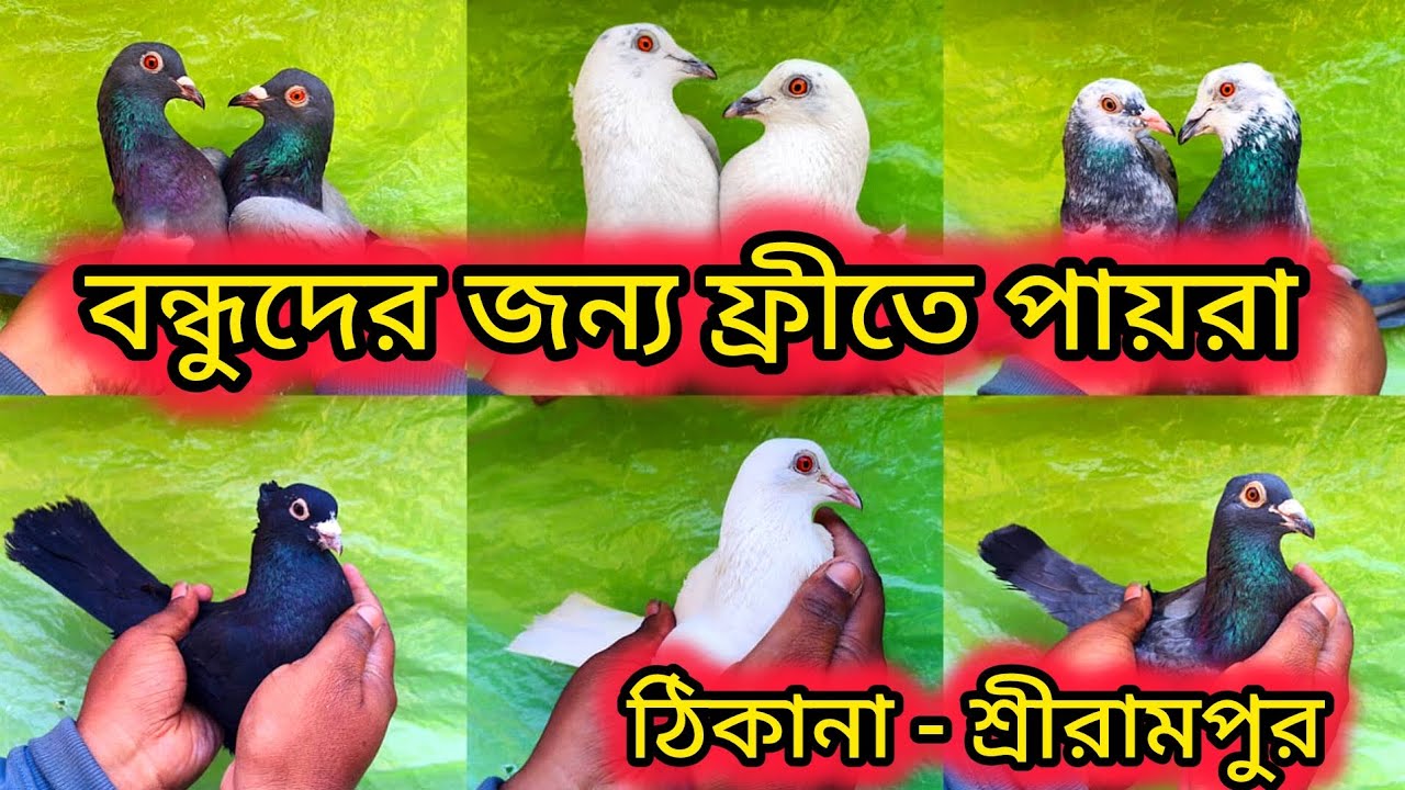 ফ্রী তে পায়রা নিয়ে এলাম বন্ধুদের জন্য 😱😱 ।। সঙ্গে থাকছে কম দামে দারুণ দারুণ কালেকশান 