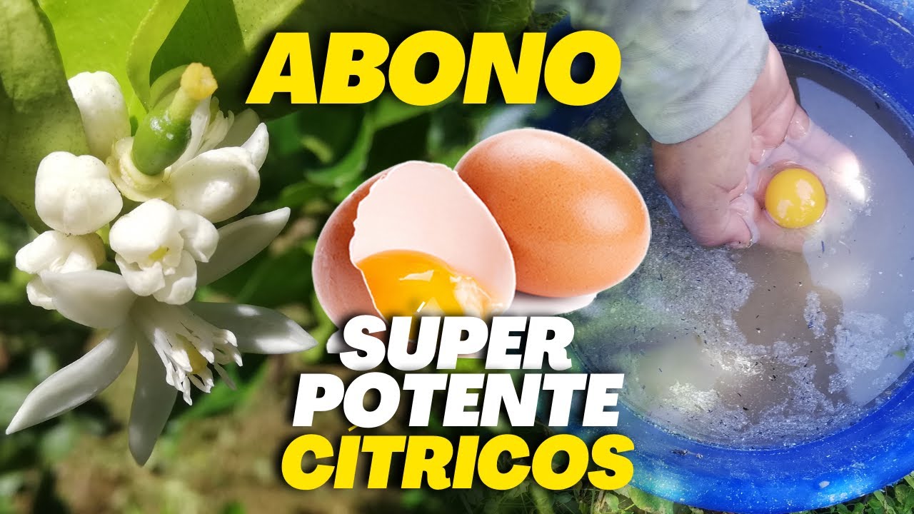 ¡NADIE SABE ESTO! ÉCHALE a tus CÍTRICOS y te Aseguro Que tu LIMONERO se Pondrá Maravilloso - ABONO
