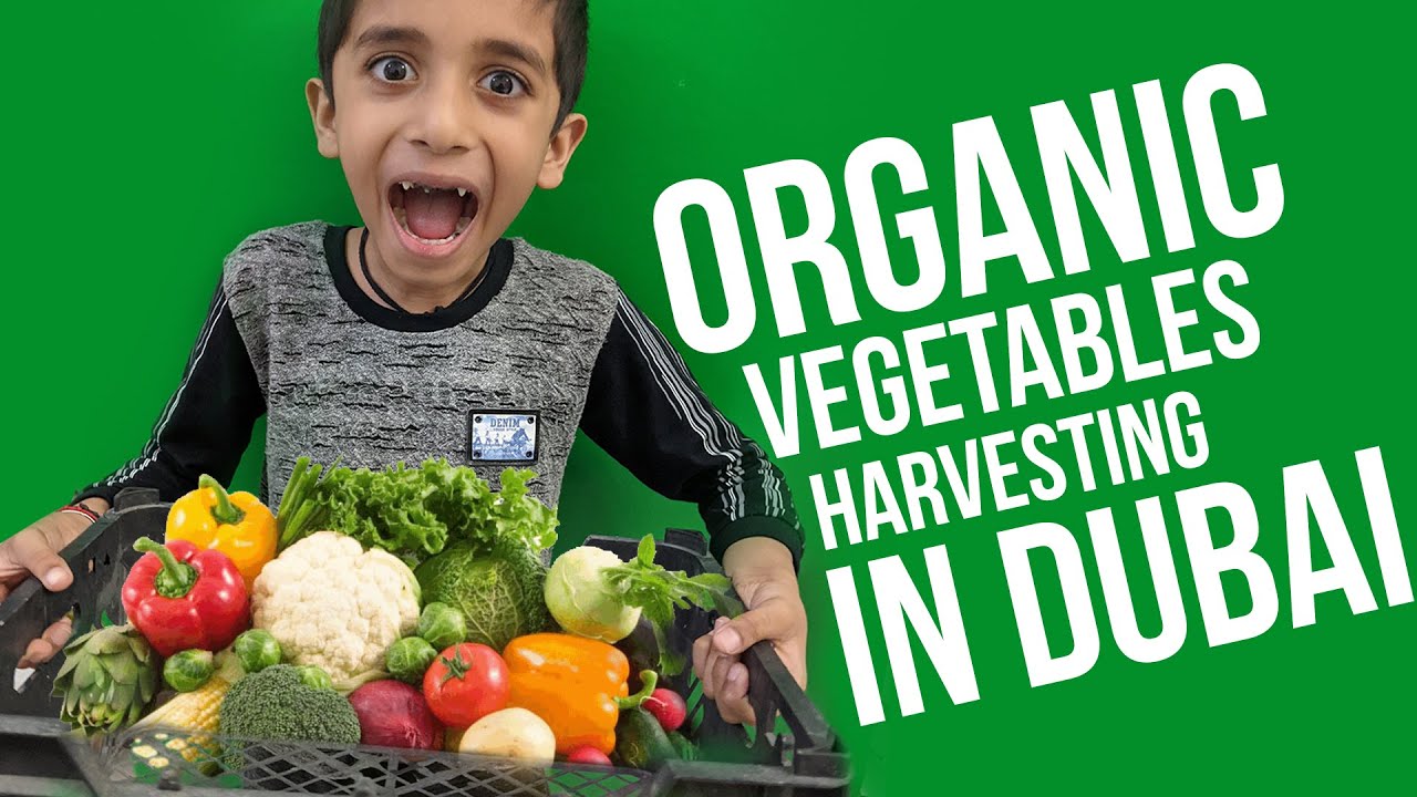 Organic vegetables harvesting in Dubai | Farm in Dubai | Weekend family outing | Farming experience