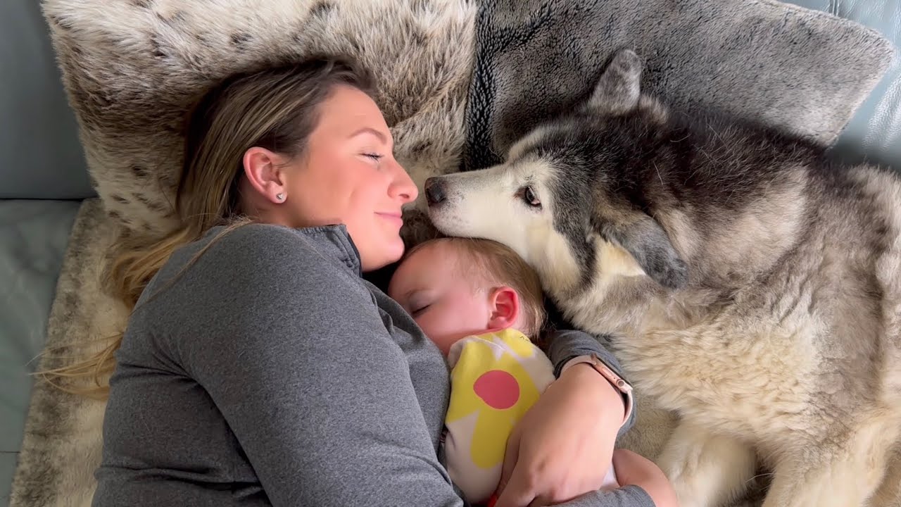 Adorable Husky Is The BIGGEST Baby Ever!😭.