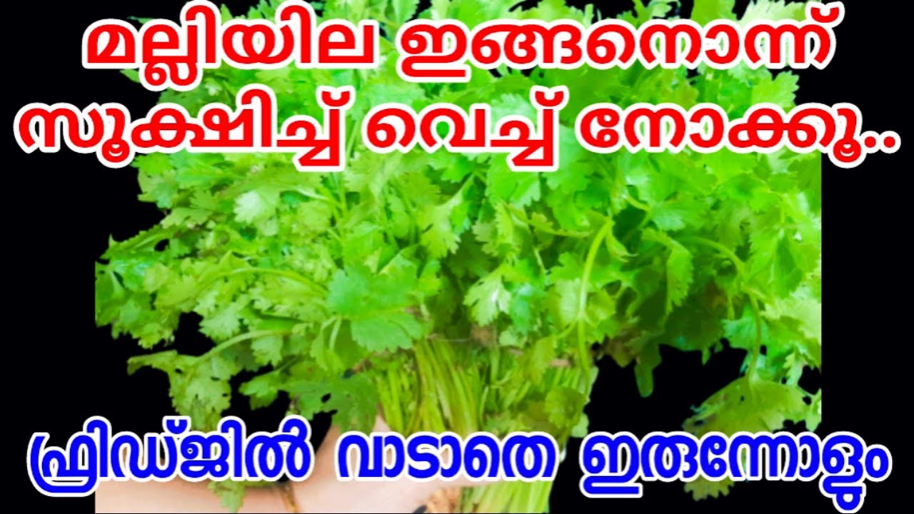 How to store coriander leaves fresh|ഒരു വർഷംവരെ മല്ലിയില കേടേ ആവില്ല |Preserve Coriander leaves