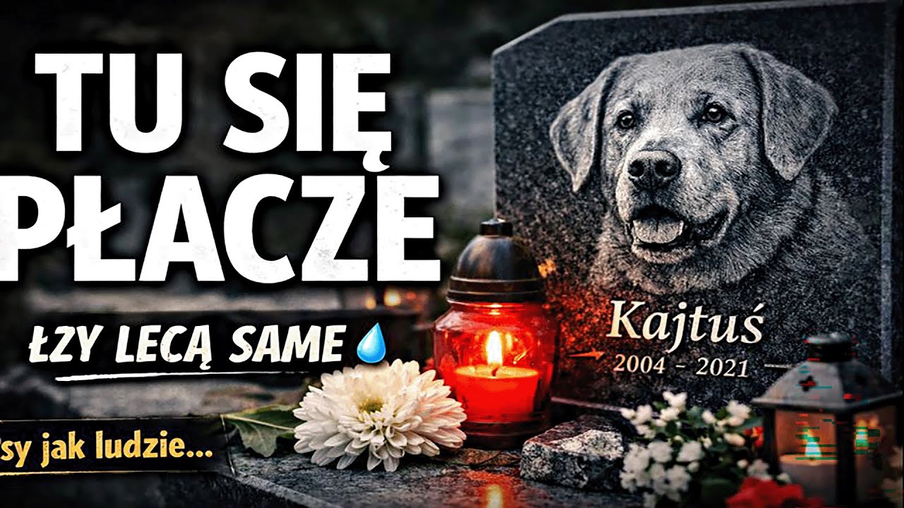 ON złamał mi serce💔👉 Psy z nagrobkami jak LUDZIE! 😱 Zobacz… jeśli dasz radę