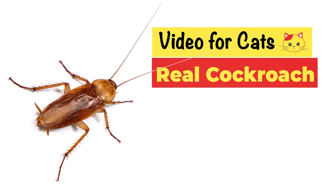 CAT TV - REAL COCKROACH ULTIMATE COMPILATION - Real Cockroach Hunt (8 HOURS)