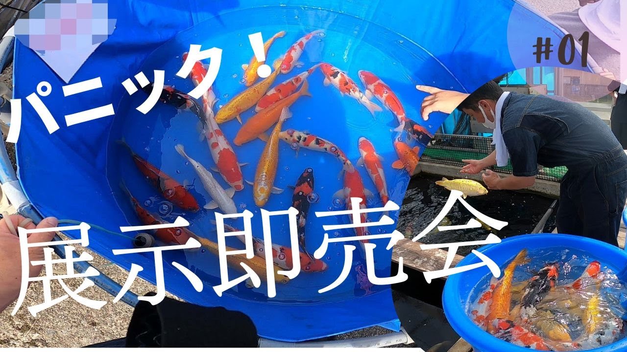 パニック！錦鯉にお客さん殺到！＃錦鯉展示即売会#nishikigoi＃Sale ＃沼上＃ปลาคราฟ