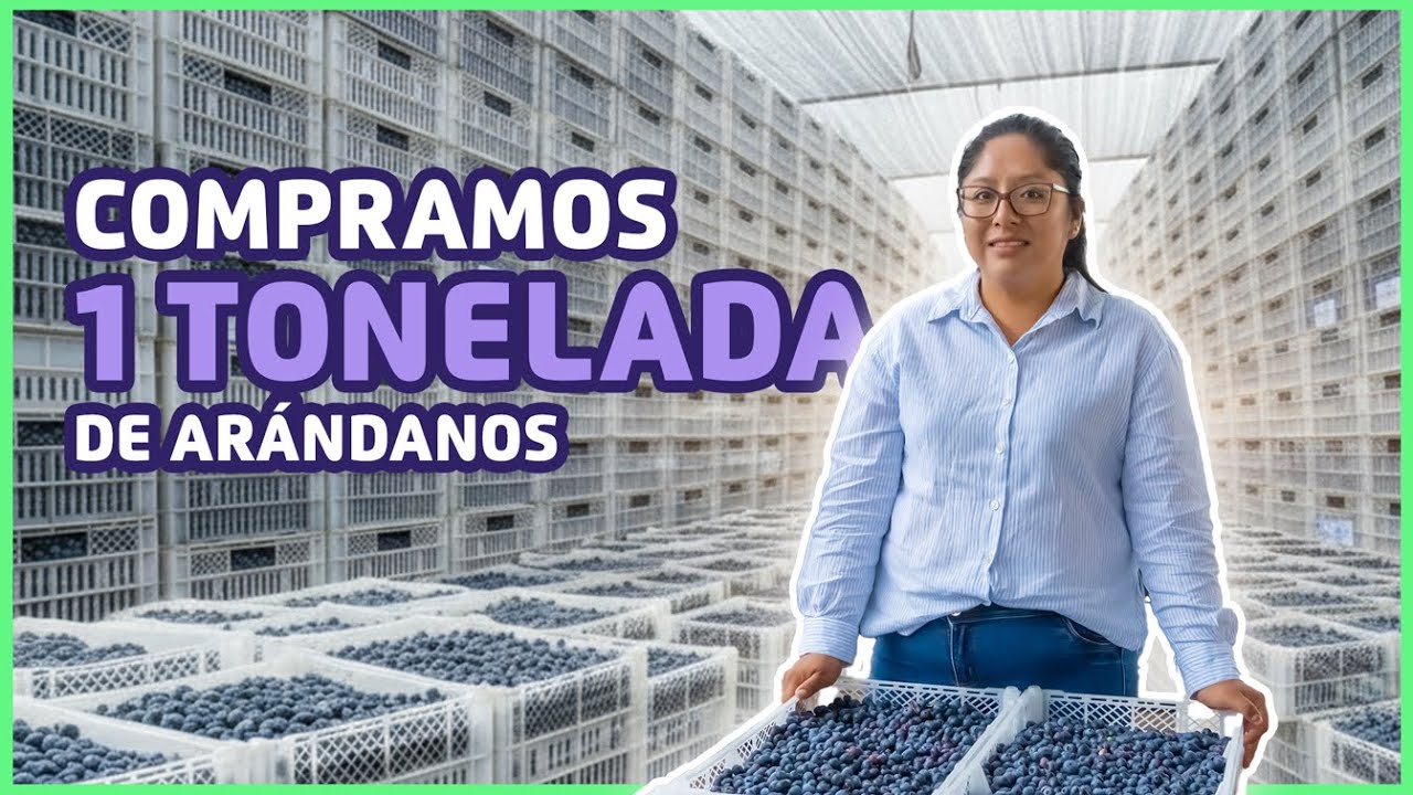 Precios del arándano en campo 🫐