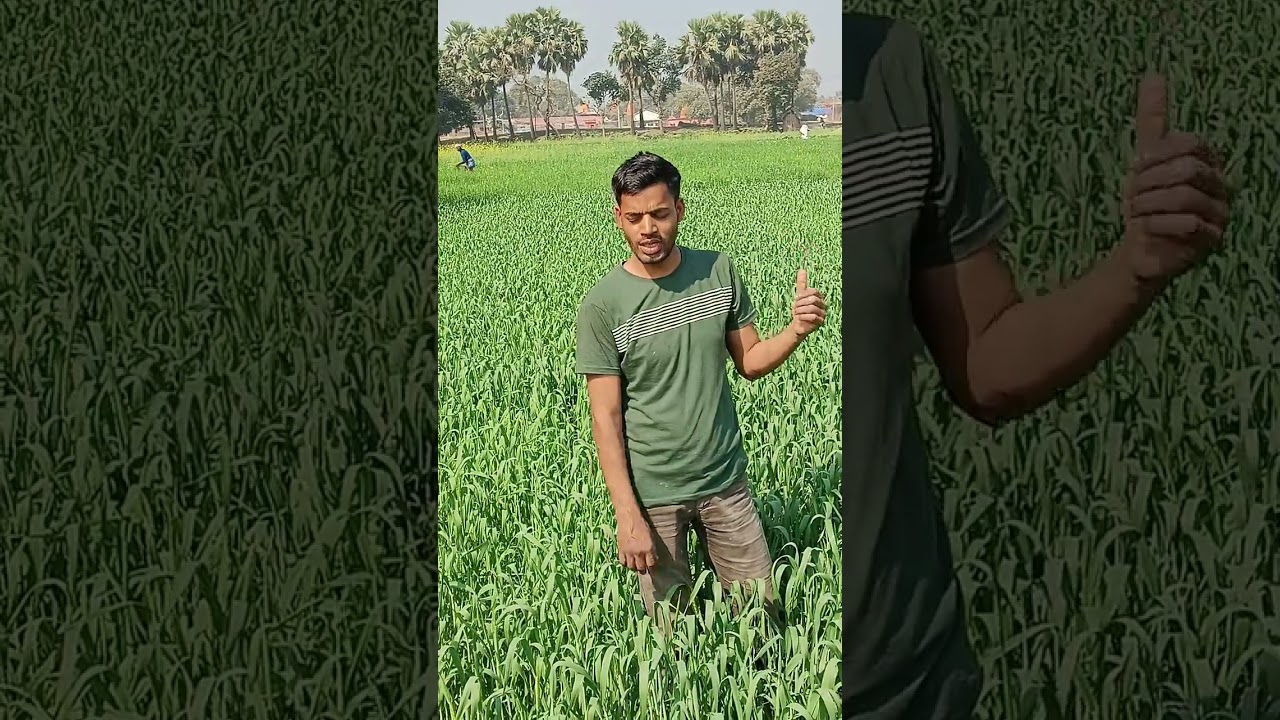 गेहूं की सिंचाई                                    #video#Kantho#bateshwardham