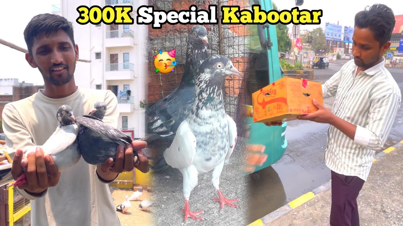 300K Hone Ki Khushi Me New Kabootar Liya 😍