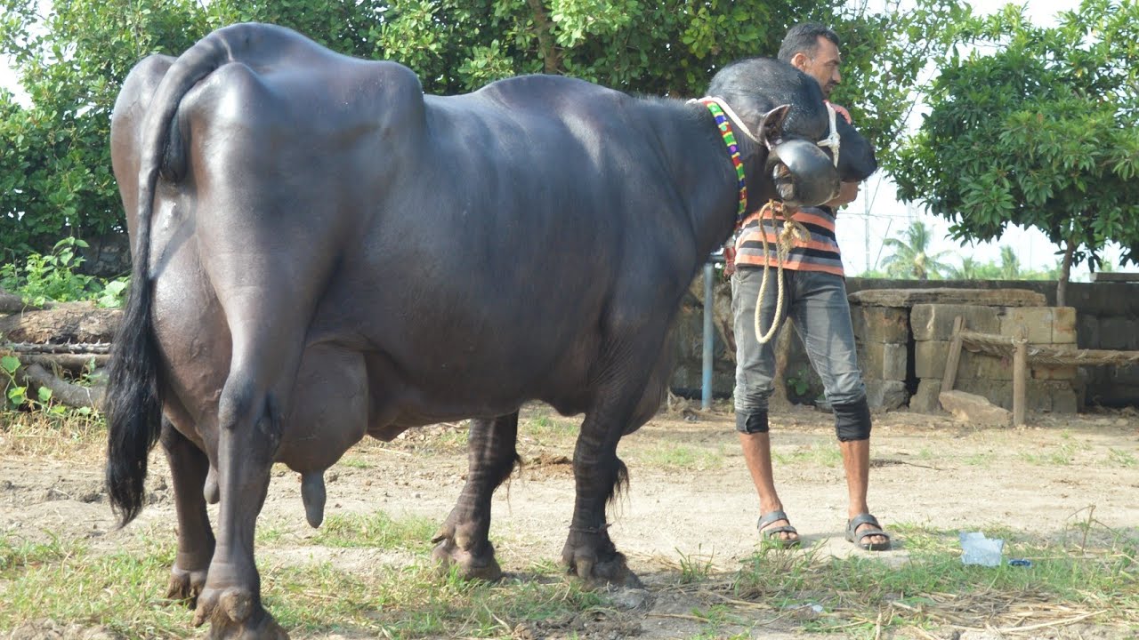 35 kg milk ki Jafrabadi Buffalo.No1 in breed.mother of LDF Devraj