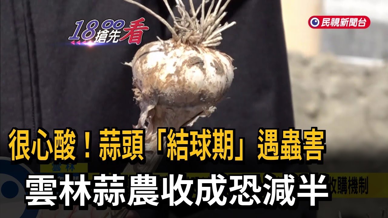 心酸！ 蒜頭「結球期」遇蟲害 雲林蒜農收成恐減半－民視新聞