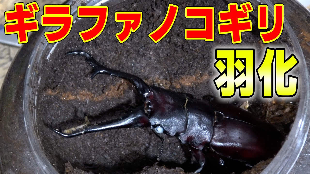 世界最大のクワガタが羽化