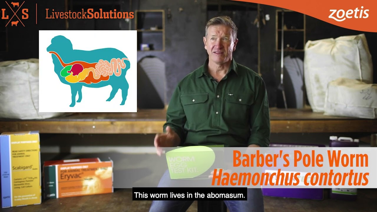 Sheep Internal Parasites & Best Practice Worm Monitoring Instructional Video