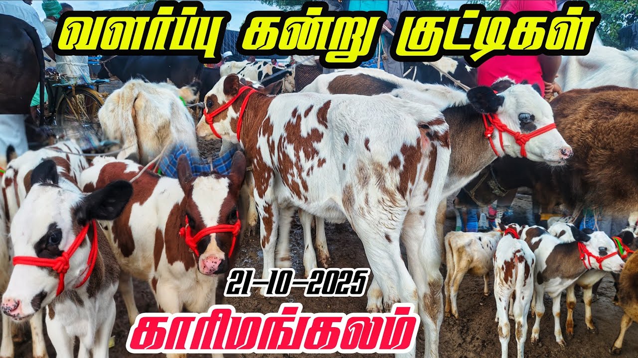 21-10-2025 வளர்ப்பு கன்று குட்டிகள் விலை நிலவரம் காரிமங்கலம் மாட்டு சந்தை 