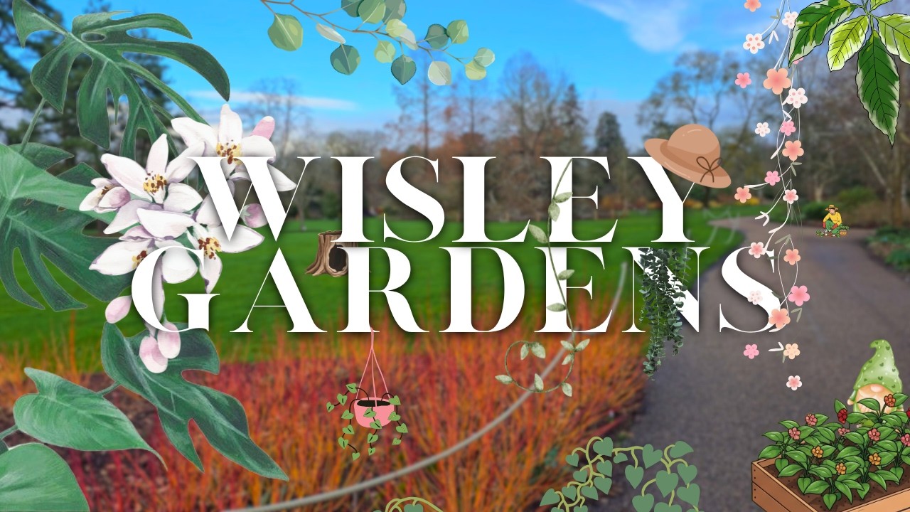 Wisley Gardens, North wing🌼| midday stroll tour | Surrey | February Fri 13th 2026🐞🐛