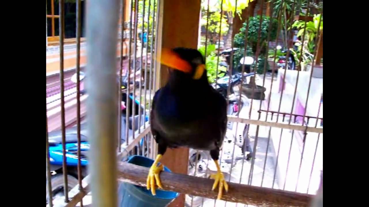 Beo Bird