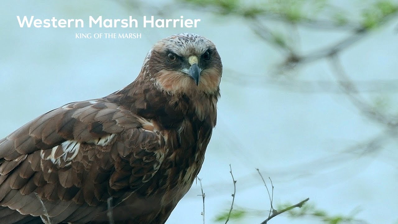 King of the Marsh | Western Marsh Harrier | Bird Behavior in Wetlands | @RoundglassSustain
