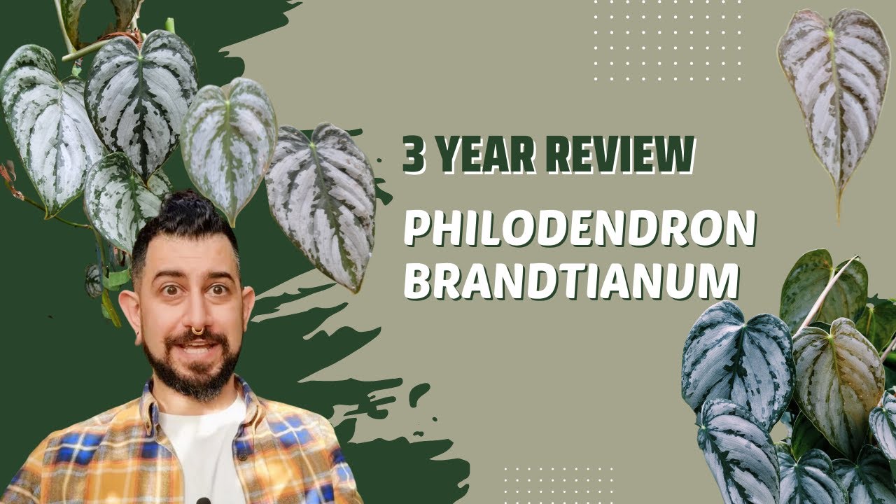Philodendron brandtianum | 3 Year Review | Silver leaf Philodendron Tips and Care