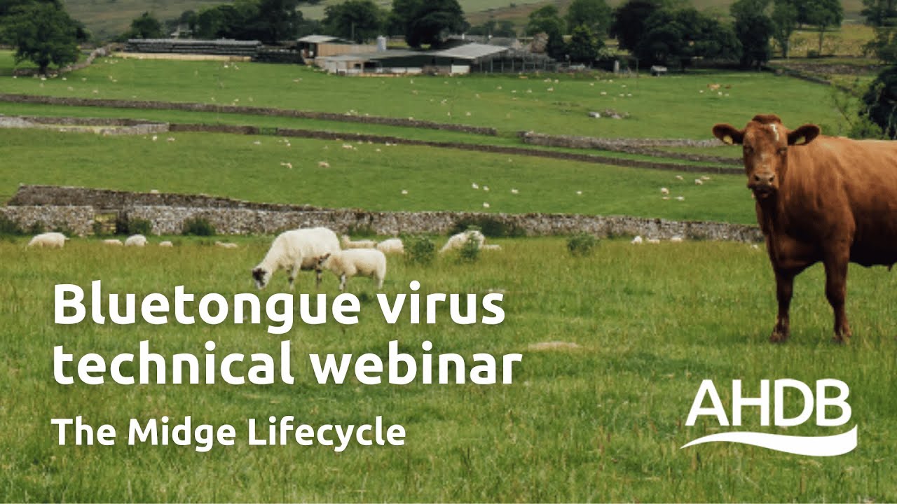 Bluetongue Virus - The Midge Lifecycle | AHDB Webinar