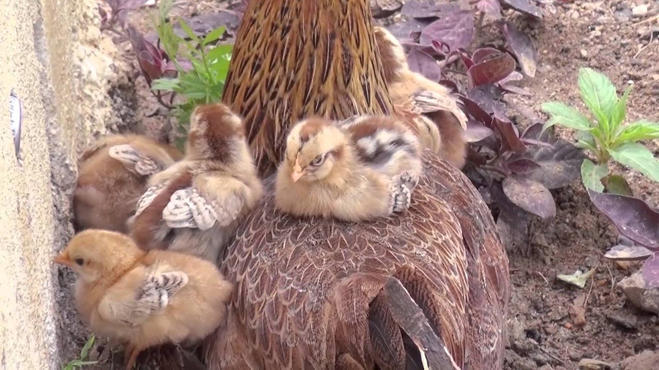CHICKS PLAY WITH HEN- chick Birds and Mom-BEAUTIFUL VIDEO FOR KIDS-Rukmini Nagender