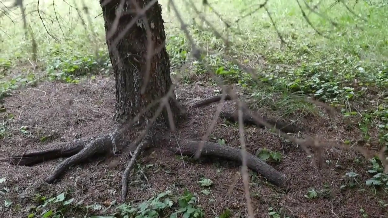Kto morduje srebrne świerki?