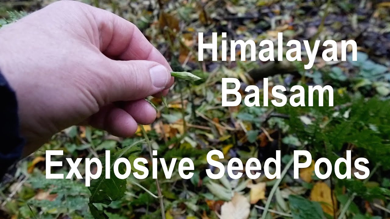 Himalayan Balsam Explosive Seed Pods. Impatiens Glandulifera.