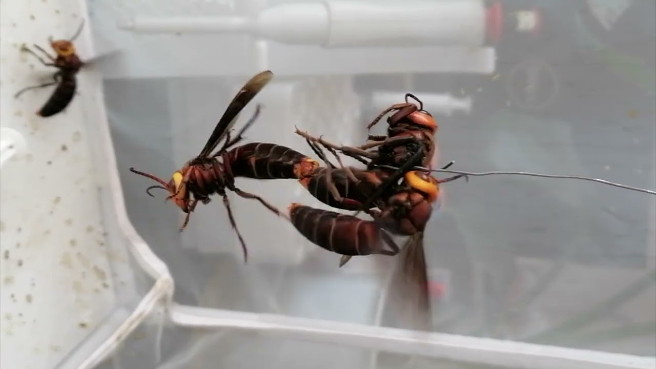 Giant hornet (Vespa mandarinia) virgin queen mating with a male.