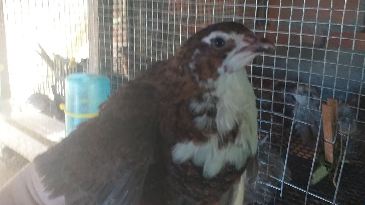 codorniz celadon .variedades video 7