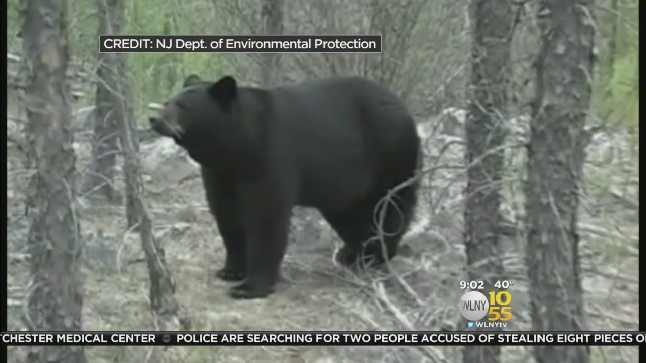 Boy Scout Leader Attacked By Bear