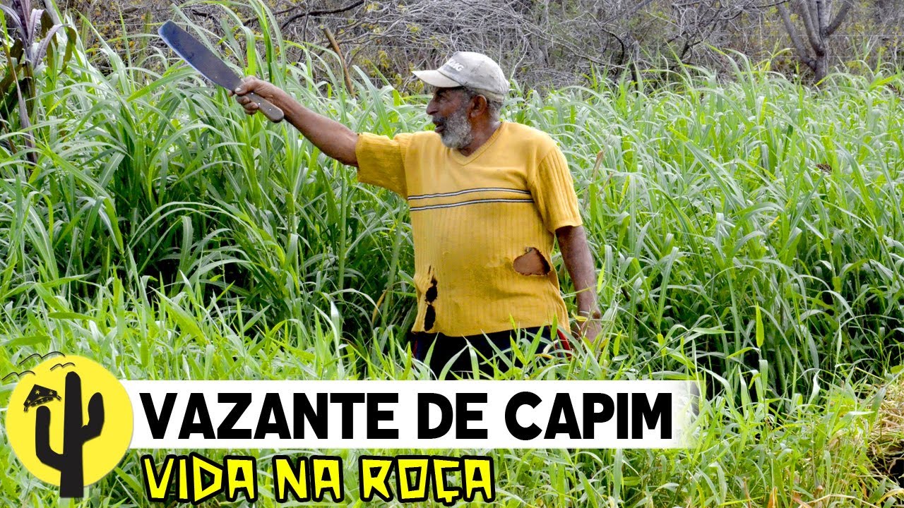 [VIDA NA ROÇA] NEGO ZÉ vai na Vazante, Tirar Capim para os seus Animais  - Parte 03 🌵