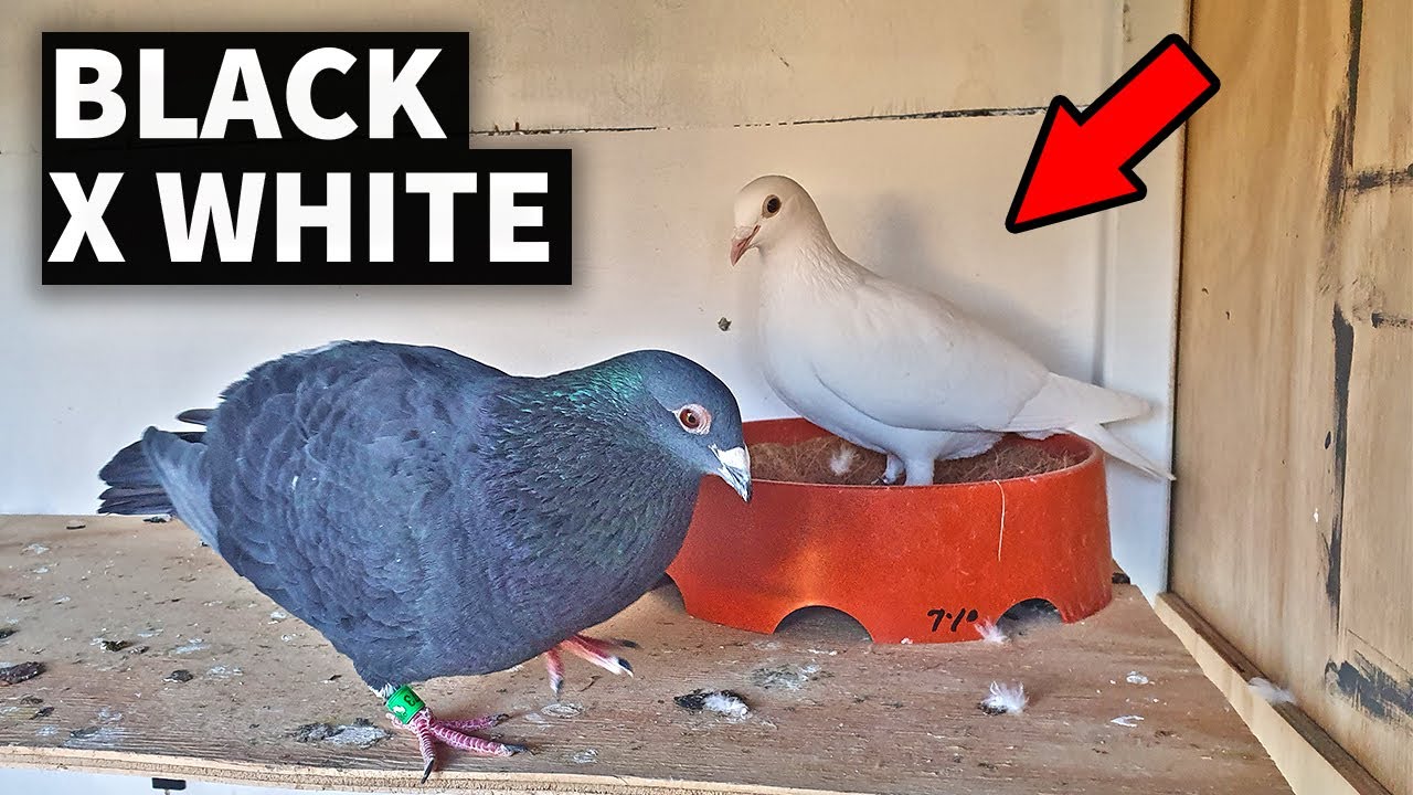 Black x WHite Pigeon Progress