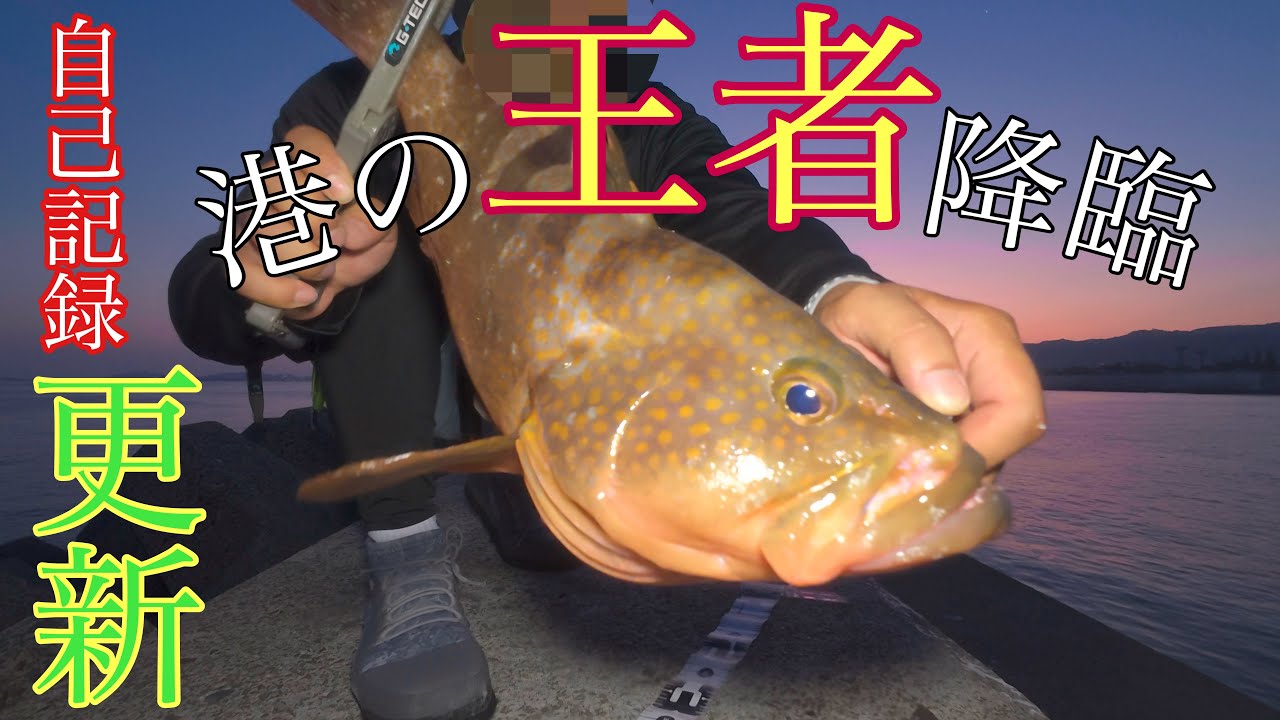 【キジハタ】キロ超えの高級魚が貴方の足元にも…